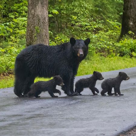 Bear End Villa เซอเวียร์วีล ภายนอก รูปภาพ